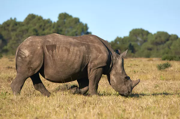 Rhino captured during 3 days Tanzania safari tour in Ngorongoro Crater
