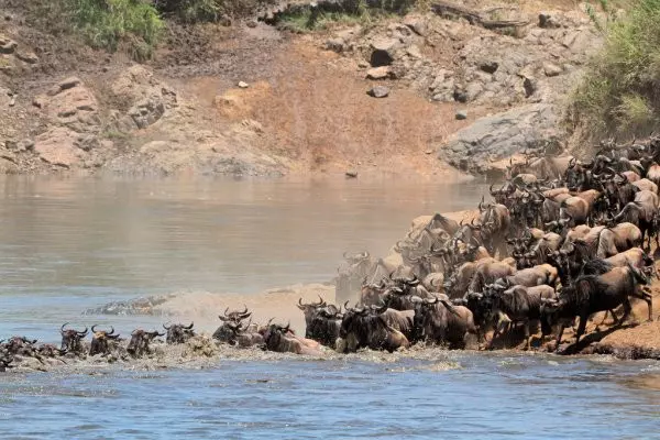 The greatest Wildebeest Serengeti migration safari tour on crossing the Mara River