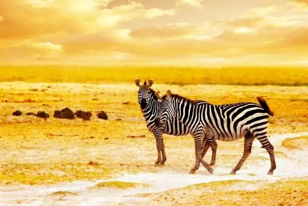 Zebra spotted during Tanzania private safari tour in Tarangire National Park