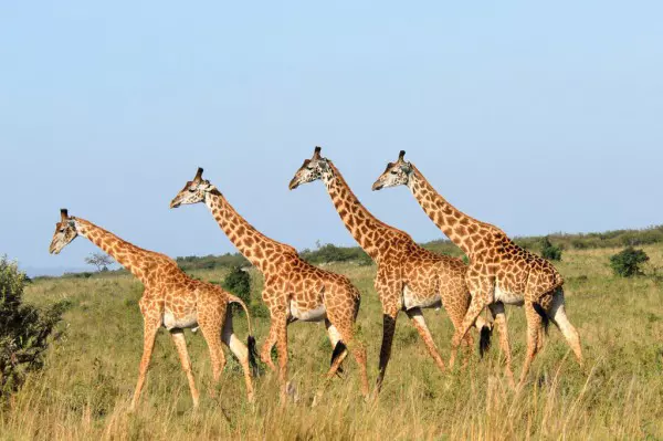 Giraffes walking during Tanzania safari tour in Serengeti National Park