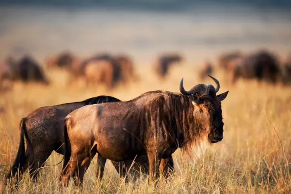 Wildebeest spotted during Tanzania sharing safari tour in Serengeti National Park